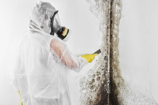 Plain City, UT Mold Remediation Company